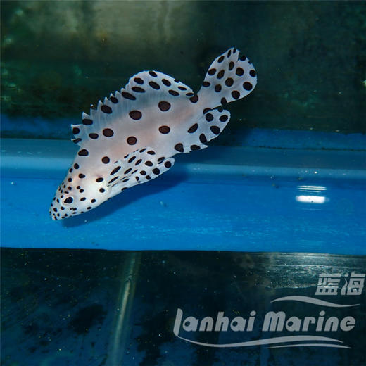 老鼠斑 商品图6