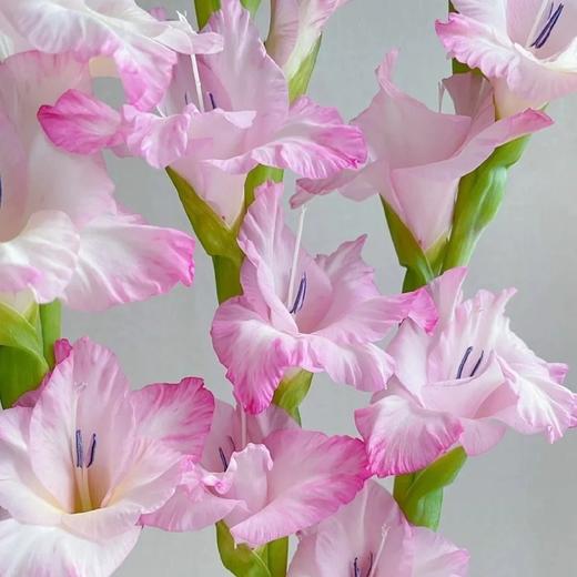 【AB级普里西拉剑兰.第二件减10元】5支/份   长约60-65cm 商品图2