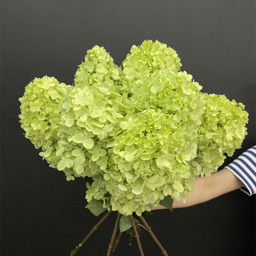 冰激凌绣球宝塔绣球1个 商品图1