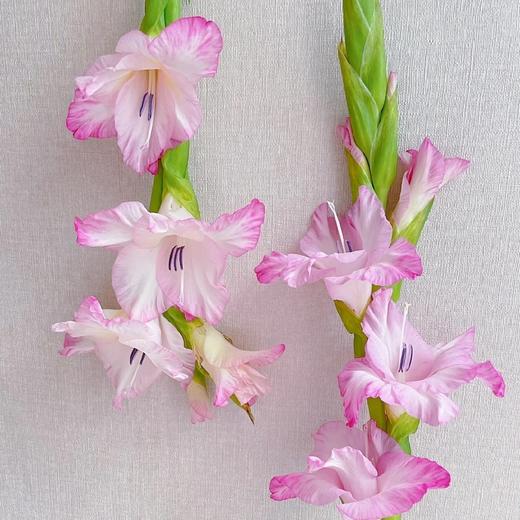 【AB级普里西拉剑兰.第二件减10元】5支/份   长约60-65cm 商品图5