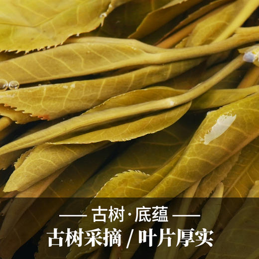 活动即将结束！【积分兑换】【冰岛甜小饼成提购】2023年头春云南临沧普洱茶生茶茶饼300年100g/饼五饼装 商品图4