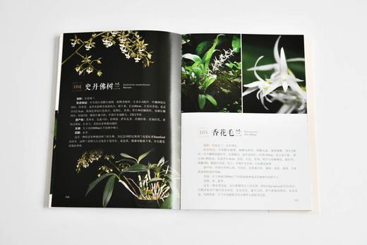 世界珍奇兰花1589 商品图4