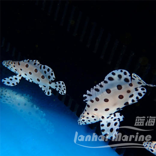 老鼠斑 商品图11