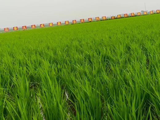 （2025新米上市，想吃真五常稻花香的，放心拍，农户直发）纯正五常稻花香2号新米，出自五常杜家镇马家屯，不抛光不打蜡不掺一粒假， 原生态种植健康米，粒粒饱满口感香甜，满屋飘香，全国包邮 商品图10