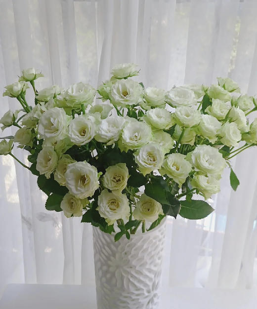 【市场多头】繁星 多头/浅绿色  9-10枝/扎 商品图1