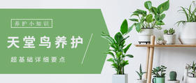 必看攻略|超详细的天堂鸟养护指南