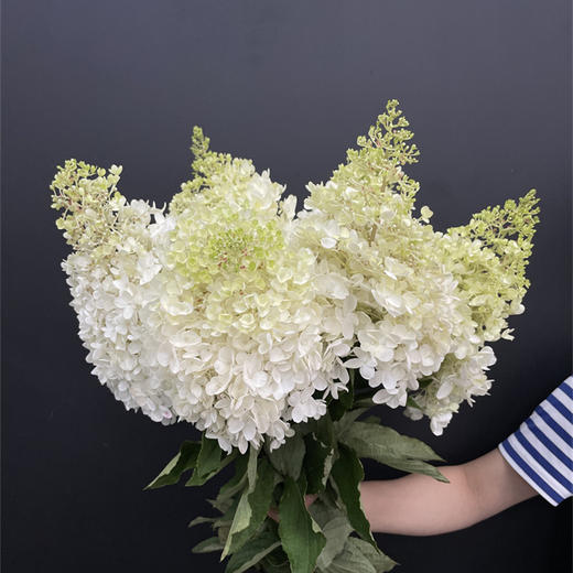 冰激凌绣球宝塔绣球1个 商品图2