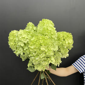 冰激凌绣球宝塔绣球1个