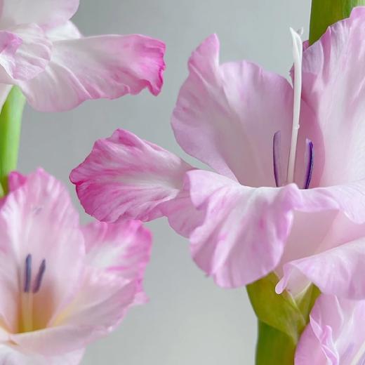 【AB级普里西拉剑兰.第二件减10元】5支/份   长约60-65cm 商品图7