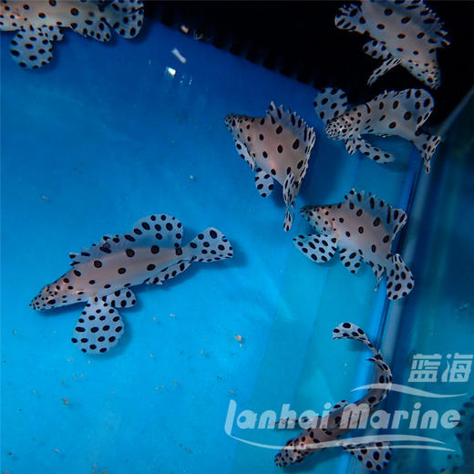 老鼠斑 商品图5