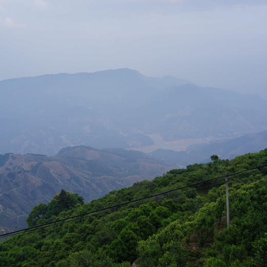 乌岽通天香 商品图7