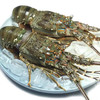 【东南亚原产-小青龙 250-350g/只】【Southeast Asia-Lobster 250-350g/per one】 商品缩略图2