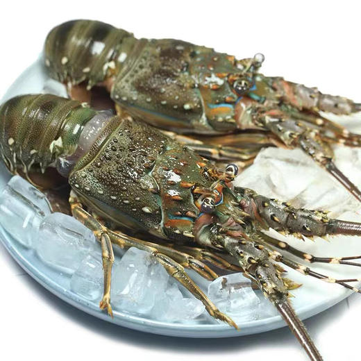 【东南亚原产-小青龙 250-350g/只】【Southeast Asia-Lobster 250-350g/per one】 商品图2