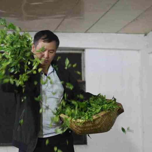 【拍五免一 金丝滇红茶】百年古树 金珍芽 浓厚鲜爽 获奖之作 每斤36000芽 100g/份！【滇藏J仓】 商品图8