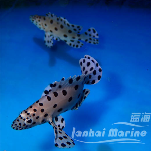 老鼠斑 商品图10