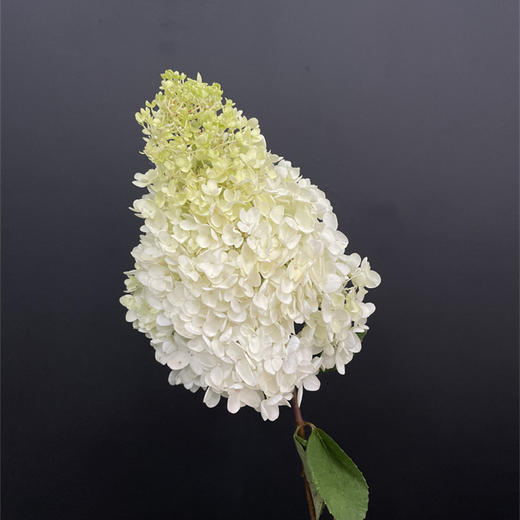 冰激凌绣球宝塔绣球1个 商品图7