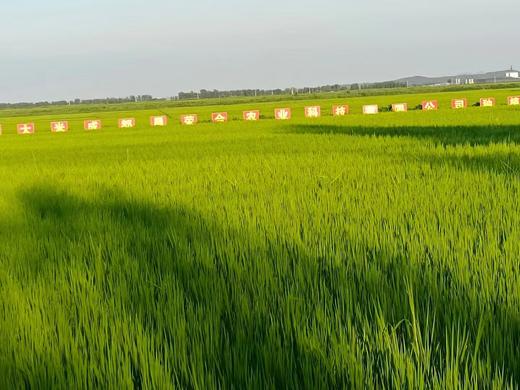 （2025新米上市，想吃真五常稻花香的，放心拍，农户直发）纯正五常稻花香2号新米，出自五常杜家镇马家屯，不抛光不打蜡不掺一粒假， 原生态种植健康米，粒粒饱满口感香甜，满屋飘香，全国包邮 商品图11