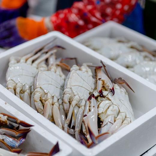 【有钳有钱】精选梭子蟹1.3kg5-6只 液氮锁鲜速冻 壮实饱满 商品图5