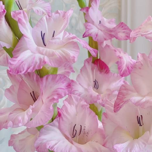 【AB级普里西拉剑兰.第二件减10元】5支/份   长约60-65cm 商品图4