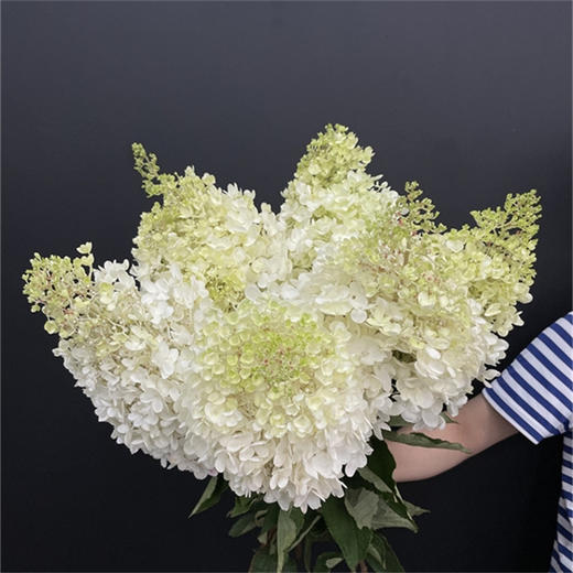 冰激凌绣球宝塔绣球1个 商品图3