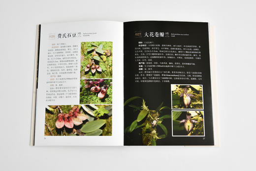 世界珍奇兰花1589 商品图6