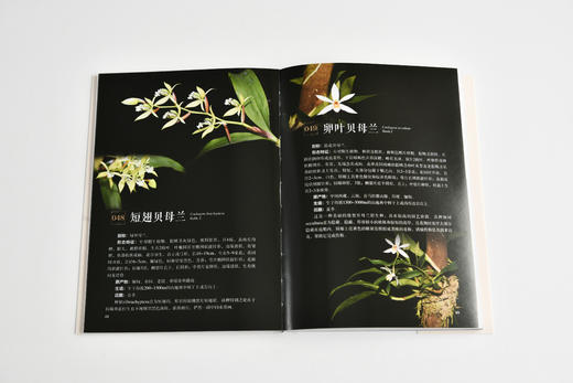 世界珍奇兰花1589 商品图5