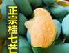 桂七芒果（云南） 商品缩略图1
