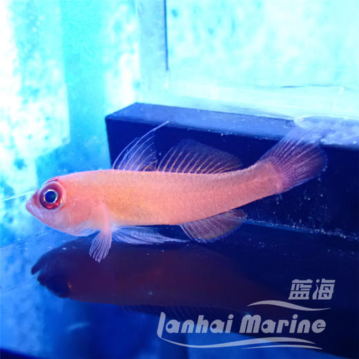 大眼血虾虎 商品图1