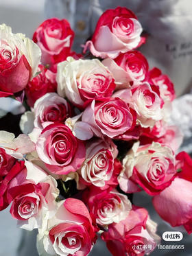 厄瓜多尔-红白【Red and White】