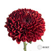 小菊 | 乒乓菊红色 商品缩略图1