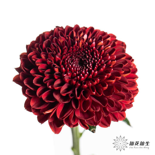 小菊 | 乒乓菊红色 商品图1