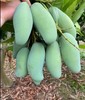 桂七芒果（云南） 商品缩略图3