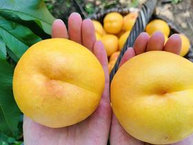 精品平谷大桃（多品种可选）（下雨期间无法采摘 桃子易坏 雨停后立刻发出 望理解）