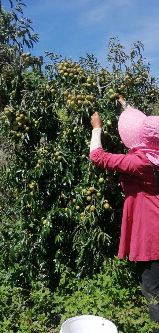 生态冬枣（有机转换）1.8kg/份 商品图2