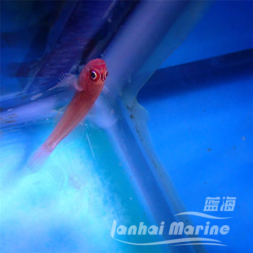 大眼血虾虎 商品图5