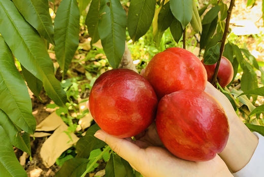 精品平谷大桃（多品种可选）（下雨期间无法采摘 桃子易坏 雨停后立刻发出 望理解） 商品图1