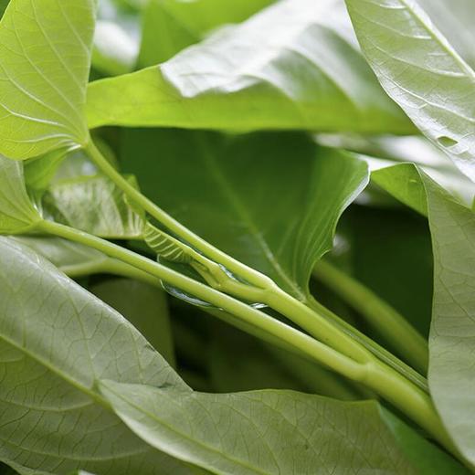 每日伊藤空心菜 约300/袋 商品图4