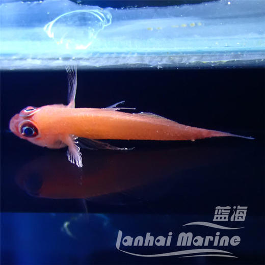 大眼血虾虎 商品图7