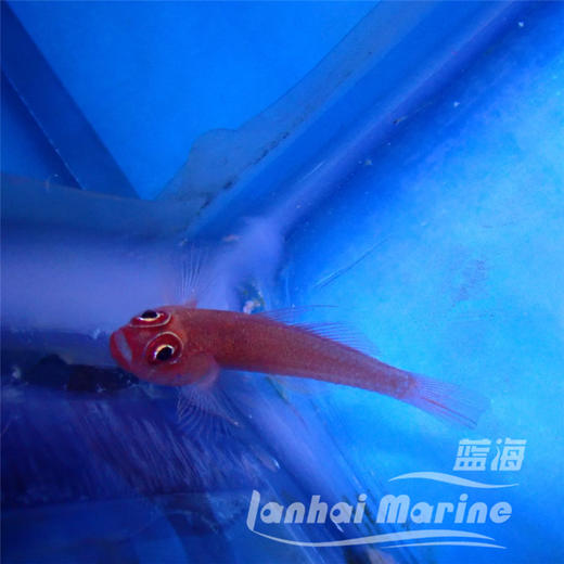 大眼血虾虎 商品图6