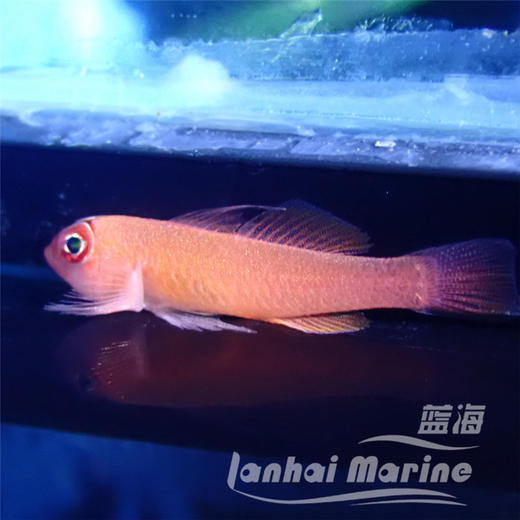 大眼血虾虎 商品图3