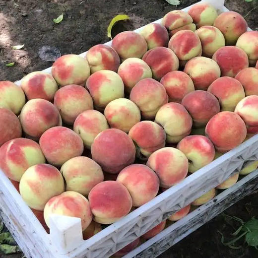 【10元3斤】十四号毛桃（1500255） 商品图0