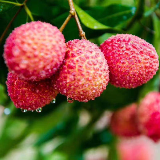 【晶莹剔透】无核荔枝 500g/份 商品图4