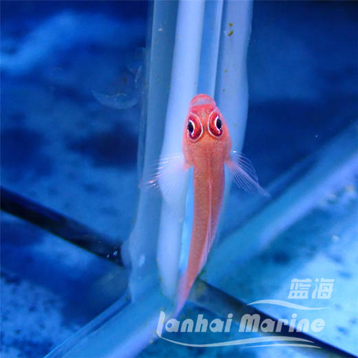 大眼血虾虎 商品图4