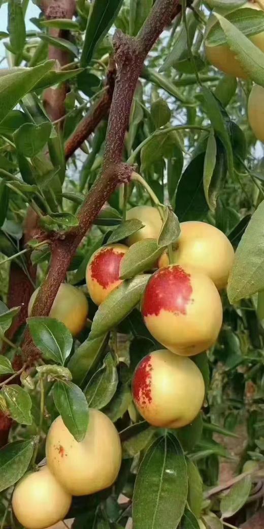 生态冬枣（有机转换）1.8kg/份 商品图1