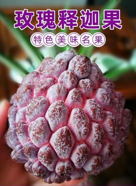海南玫瑰释迦果 口感绵滑 有淡淡玫瑰香