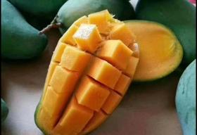 桂七芒果（云南）