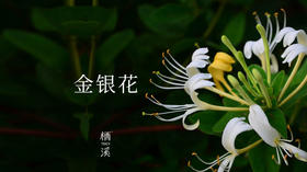 金银花——金银双色鸳鸯藤，清热解毒第一花 | 植物小课堂023