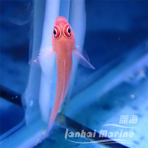 大眼血虾虎 商品图2