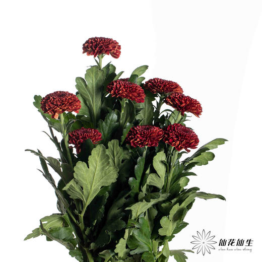 小菊 | 乒乓菊红色 商品图2