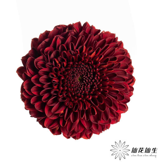 小菊 | 乒乓菊红色 商品图0